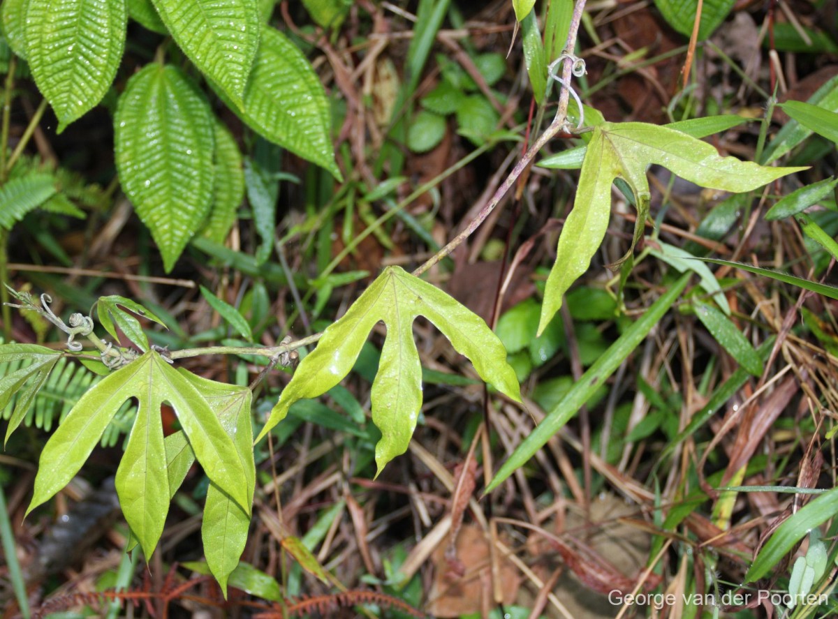 Adenia hondala (Gaertn.) W.J.de Wilde